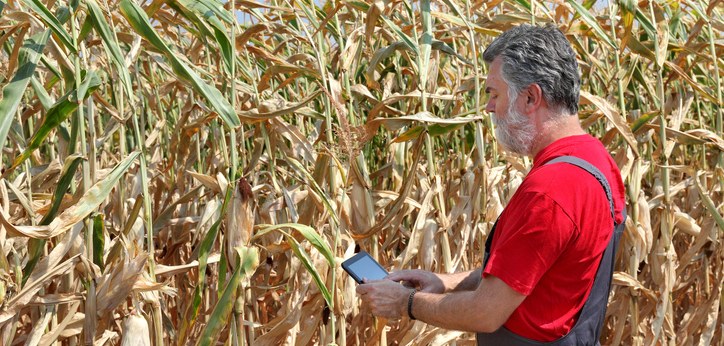 Agricultor examina campo de milho com tablet nas mãos