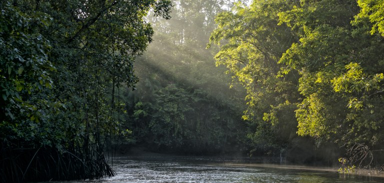 Imagem de um riacho cortando uma floresta da mata atlântica brasileira