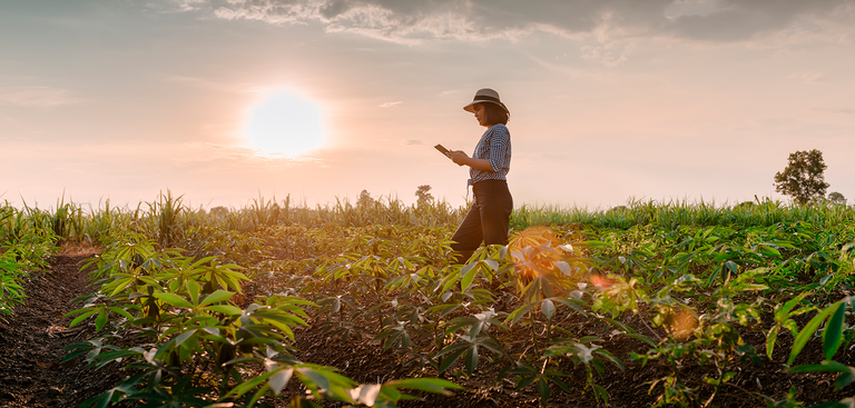 #PraCegoVer: Retrato de trabalhadora agrícola com Tablet na mão, que observa um campo de plantação de mandioca.