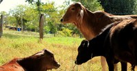 Serpro e Ministério da Agricultura e Pecuária aprimoram SDA Digital para modernizar registro do Serviço de Inspeção Federal