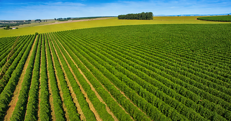 Vista aérea de uma extensa plantação rural, com o texto “Declaração do Imposto sobre a Propriedade Territorial Rural - DITR 2026” em destaque Vista aérea de uma extensa plantação rural, com o texto “Declaração do Imposto sobre a Propriedade Territorial Rural - DITR 2026” em destaque