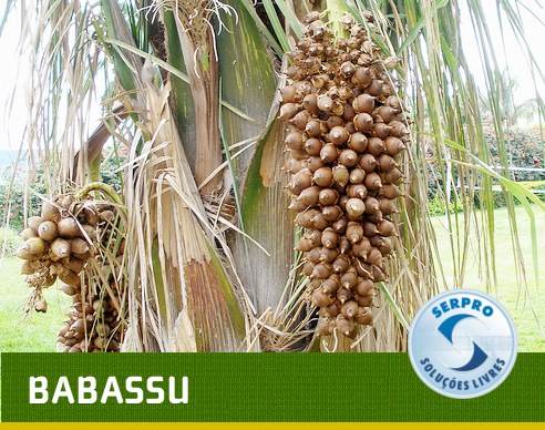 Babassu é um acrônimo de Broadcast Based System Support