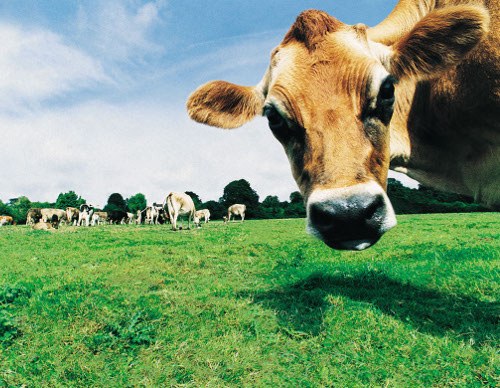 Aplicativo que permite entrega de declarações de propriedade rural é o PGD ITR